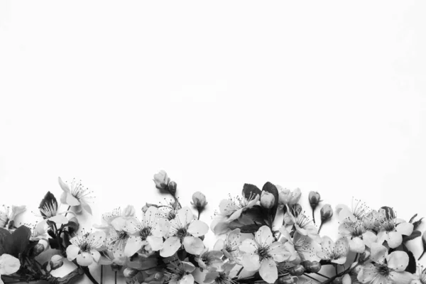 Gyönyörű Tavaszi Virágzik Fény Háttér Felülnézet Fekete Fehér Tónus — Stock Fotó
