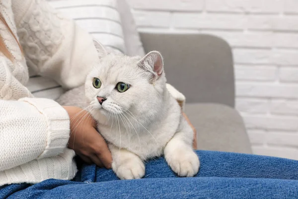 Schattige Blanke Britse Stenografisch Kat Met Zijn Eigenaar Buurt Van — Stockfoto