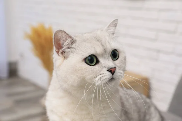 Rozkošná Bílá Britská Krátkosrstá Kočka Uvnitř Detailní Záběr Roztomilý Mazlíček — Stock fotografie