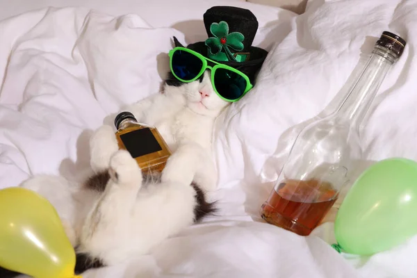 Aranyos Macska Kobold Kalapban Napszemüvegben Whiskyvel Ágyon Buli Utáni Másnaposság — Stock Fotó