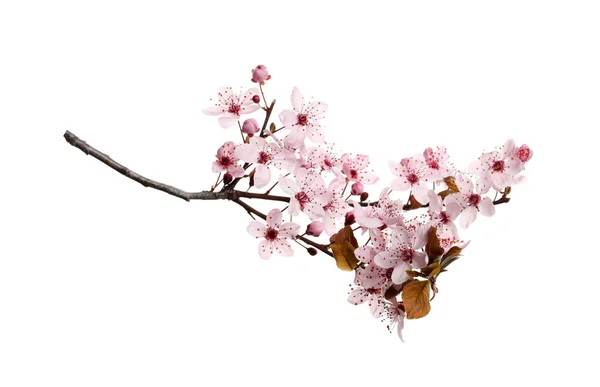 Гілка Вишневого Дерева Красивими Рожевими Квітами Ізольовані Білому — стокове фото
