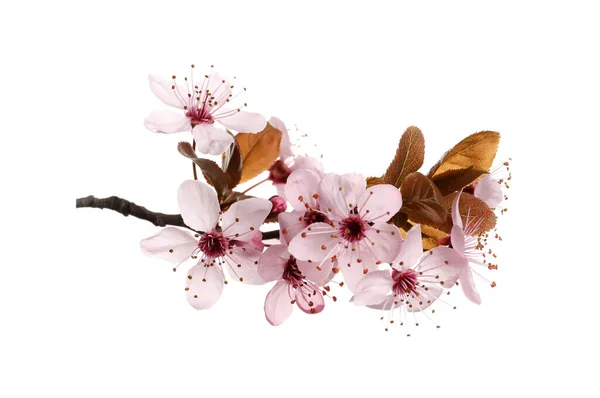 Branche Cerisier Avec Belles Fleurs Roses Isolées Sur Blanc — Photo