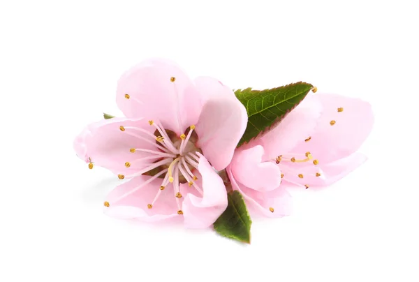 Beautiful Sakura Tree Flowers White Background — Stock Photo, Image