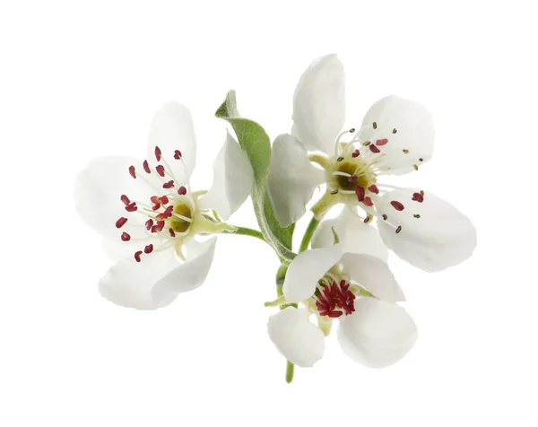 Όμορφα Λουλούδια Ανθίζοντας Αχλαδιά Λευκό Φόντο — Φωτογραφία Αρχείου