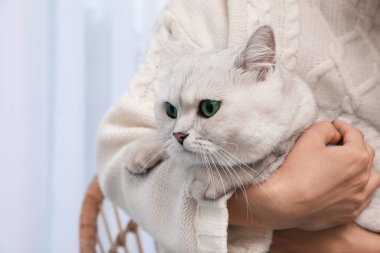 Şirin beyaz İngiliz Shorthair kedisi, sahibi içeride, yakın plan. Sevimli hayvan.