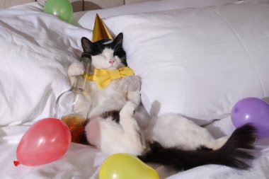 Doğum günü şapkası takan, papyon takan ve yatakta viski şişesi olan sevimli bir kedi. İçki sersemliğinden sonra.