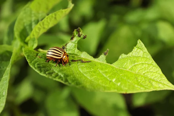 コロラド ポテト ビートル 緑の植物の屋外 クローズアップ — ストック写真