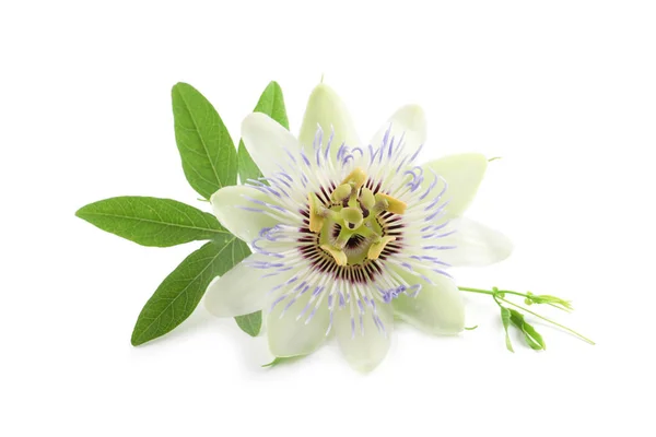 Hermosa Flor Passiflora Maracuyá Con Hojas Verdes Sobre Fondo Blanco — Foto de Stock