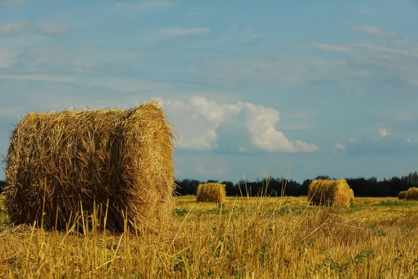 Krásný Výhled Zemědělské Pole Balíky Sena — Stock fotografie