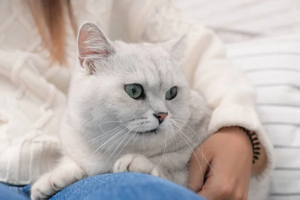 Adorable Chat British Shorthair Blanc Avec Son Propriétaire Sur Fond — Photo