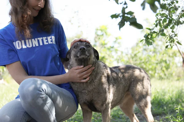 Hayvan Barınağında Evsiz Bir Köpekle Gönüllü — Stok fotoğraf