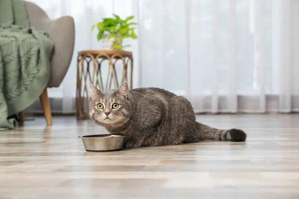 Graue Gestromte Katze Der Nähe Des Futterbeckens Hause Nettes Haustier — Stockfoto