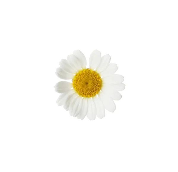 One Beautiful Chamomile Flower White Background — Stock Photo, Image