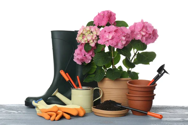 Mooie Bloeiende Plant Tuingereedschap Accessoires Grijze Houten Tafel Tegen Witte — Stockfoto