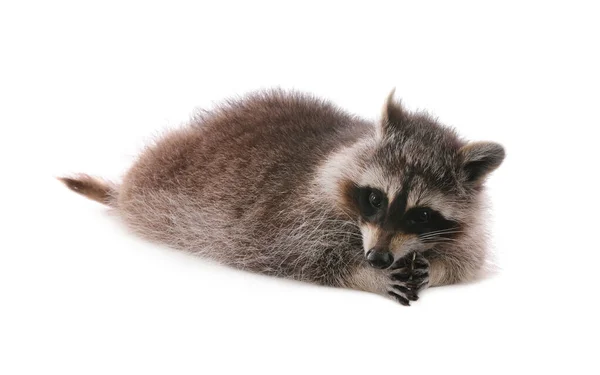 Cute Funny Common Raccoon Isolated White — Stock Photo, Image