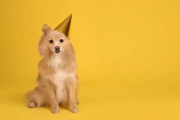 黄色の背景にパーティー帽子をかぶったかわいい犬 テキストのためのスペース 誕生日のお祝い — ストック写真