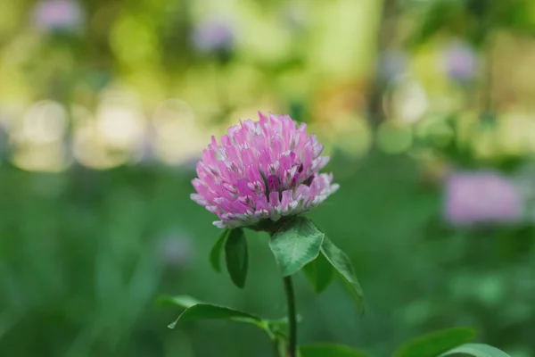 背景模糊的美丽的紫丁香花 — 图库照片