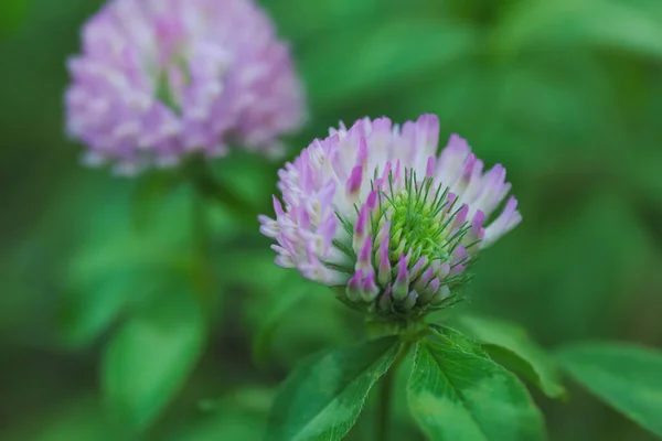 Bulanık Arkaplanda Güzel Mor Yonca Çiçeği Yakın Plan — Stok fotoğraf