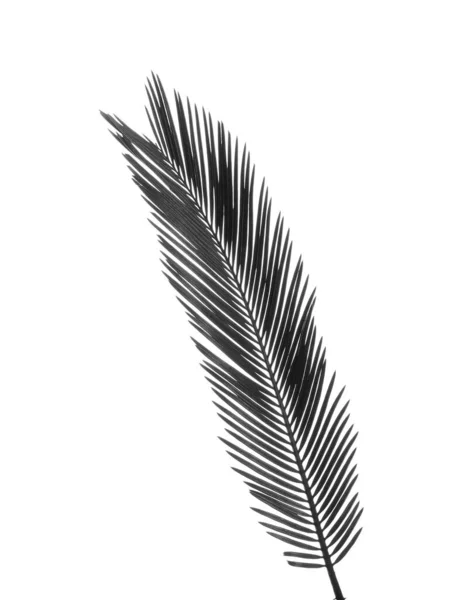 Beautiful Tropical Sago Palm Leaf White Background Black White Tone — Stock Photo, Image