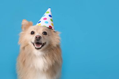 Açık mavi arka planda parti şapkası olan şirin bir köpek, mesaj için yer var. Doğum günü kutlaması