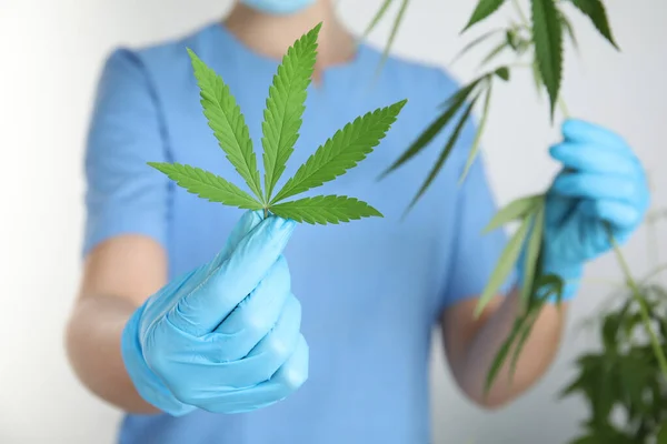 Doktorn Håller Färsk Hampa Växt Vit Bakgrund Närbild Medicinsk Cannabis — Stockfoto