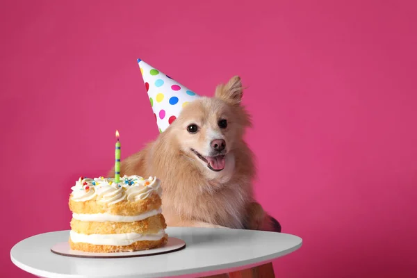 Lindo Perro Con Sombrero Fiesta Mesa Con Delicioso Pastel Cumpleaños —  Fotos de Stock