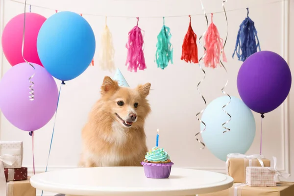 Lindo Perro Con Sombrero Fiesta Mesa Con Delicioso Cupcake Cumpleaños —  Fotos de Stock