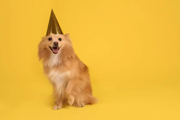 Cão Bonito Com Chapéu Festa Fundo Amarelo Espaço Para Texto — Fotografia de Stock