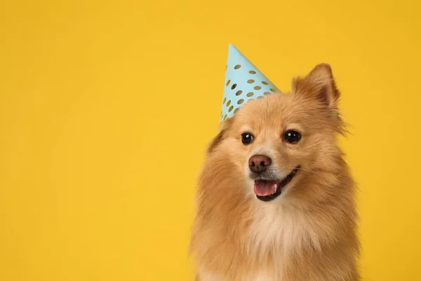 Sarı Arka Planda Parti Şapkası Olan Şirin Bir Köpek Mesaj — Stok fotoğraf