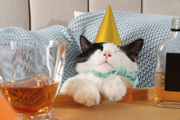 drunk birthday cat