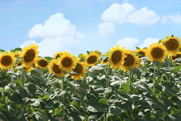 Vackra Blommande Solrosor Fält Sommardagen — Stockfoto