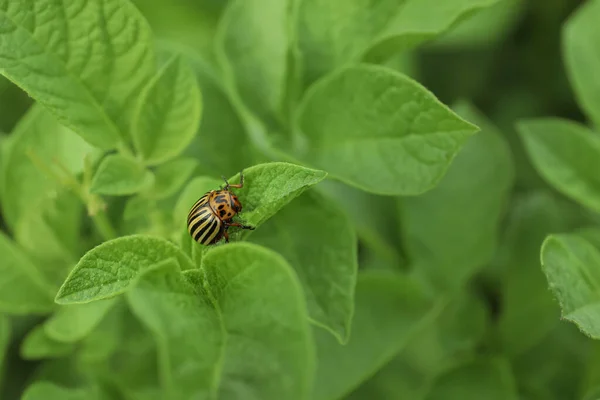 緑の植物の屋外でコロラドハムシ クローズアップ テキストのスペース — ストック写真