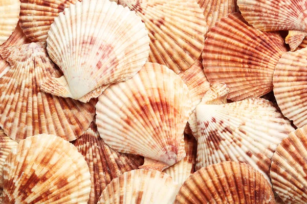 Top View Beautiful Color Seashells Background — Stock Photo, Image