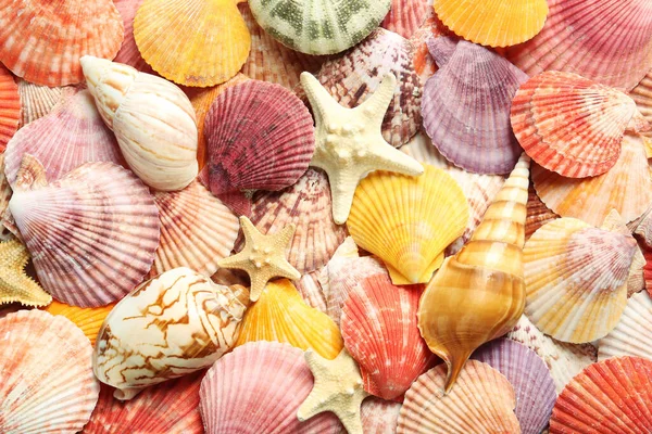 Top View Beautiful Different Seashells Starfishes Background — Stock Photo, Image