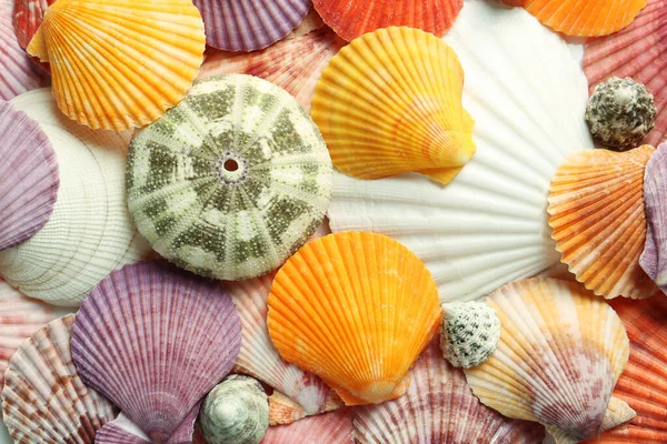 Top View Beautiful Different Seashells Background — Stock Photo, Image