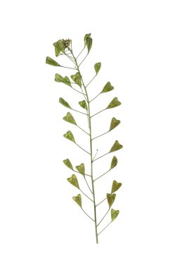 Beyaz arka planda kurumuş çoban çantası çiçeği.