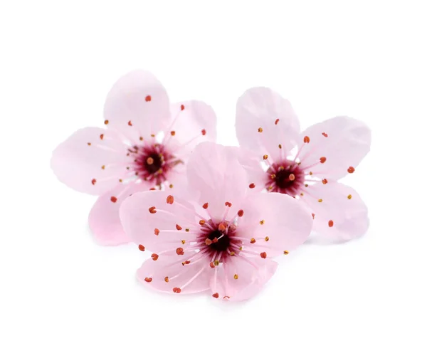 Beautiful Pink Cherry Tree Blossoms Isolated White — Stock Photo, Image
