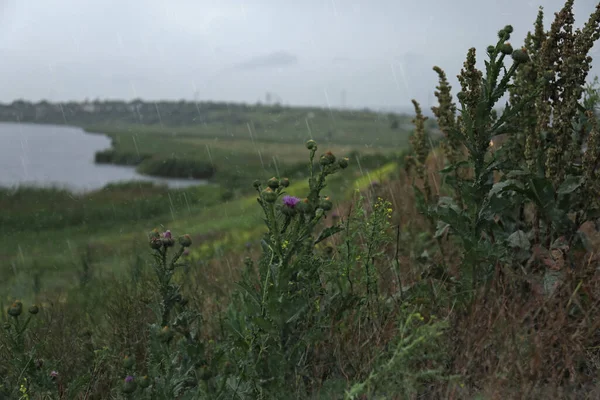 Piękne Zielone Rośliny Pobliżu Rzeki Deszczowy Dzień Miejsce Tekst — Zdjęcie stockowe