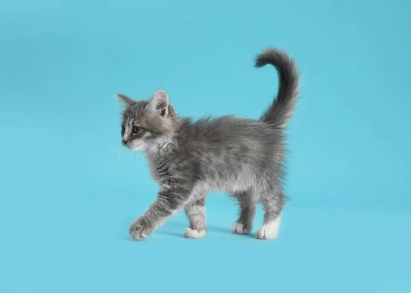 Açık Mavi Arka Planda Sevimli Pofuduk Kedi Yavrusu — Stok fotoğraf