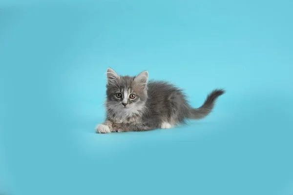 Açık Mavi Arka Planda Sevimli Pofuduk Kedi Yavrusu — Stok fotoğraf
