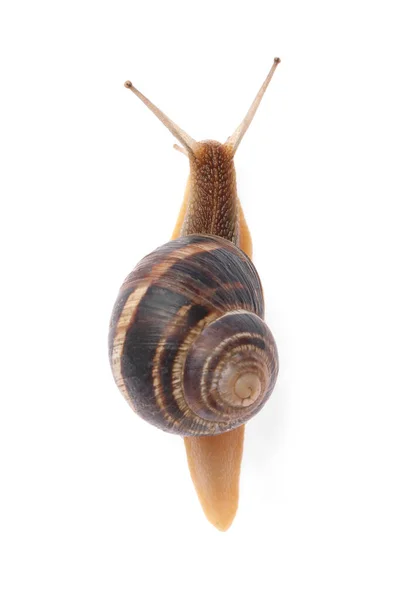 在白色背景上爬行的常见花园蜗牛 顶部视图 — 图库照片