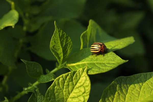 コロラド ポテト ビートル 緑の植物の屋外 クローズアップ — ストック写真