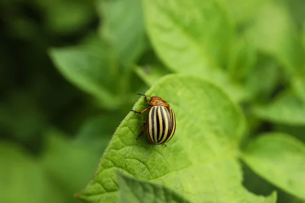 科罗拉多马铃薯甲虫在室外的绿色植物上 案文的篇幅 — 图库照片