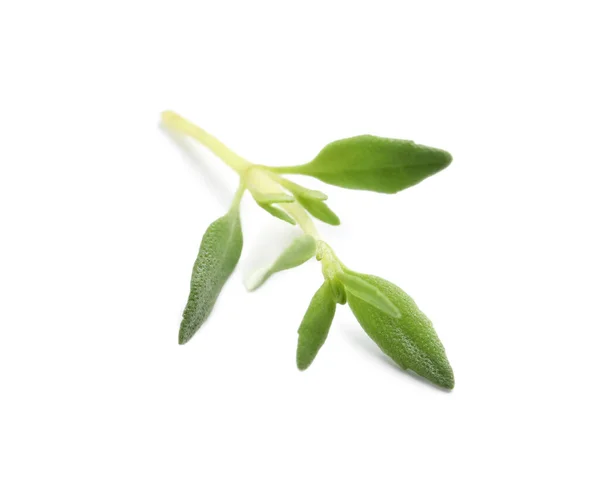 Aromatic Thyme Sprig White Background — 스톡 사진