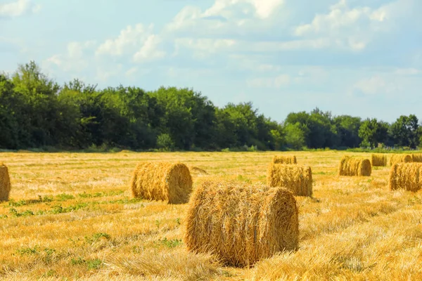 Beautiful View Agricultural Field Hay Bales — Stock Photo, Image