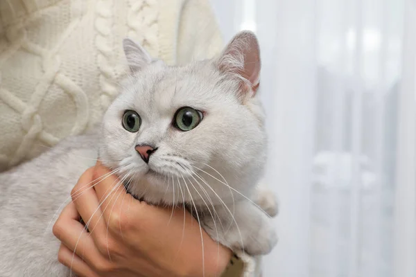 Gato Britânico Branco Adorável Shorthair Com Seu Proprietário Dentro Close — Fotografia de Stock