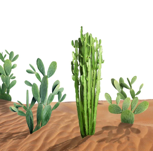 Hermosos Cactus Grandes Creciendo Arena Sobre Fondo Blanco —  Fotos de Stock