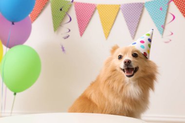 Doğum günü kutlaması için dekore edilmiş masada parti şapkası takan sevimli bir köpek.