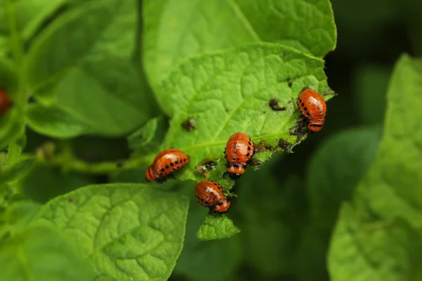 屋外の植物の多くのカラードポテトカブトムシ幼虫 クローズアップ — ストック写真