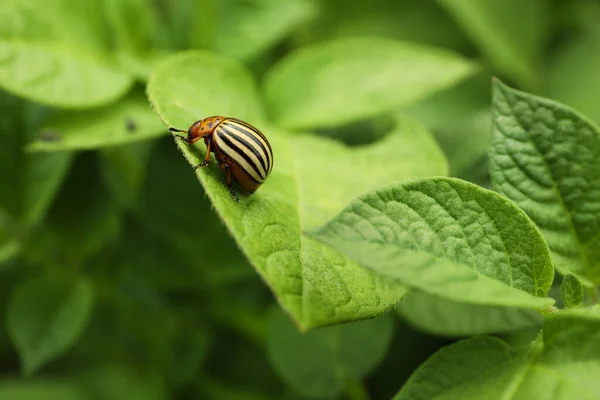 科罗拉多马铃薯甲虫在室外的绿色植物上 — 图库照片